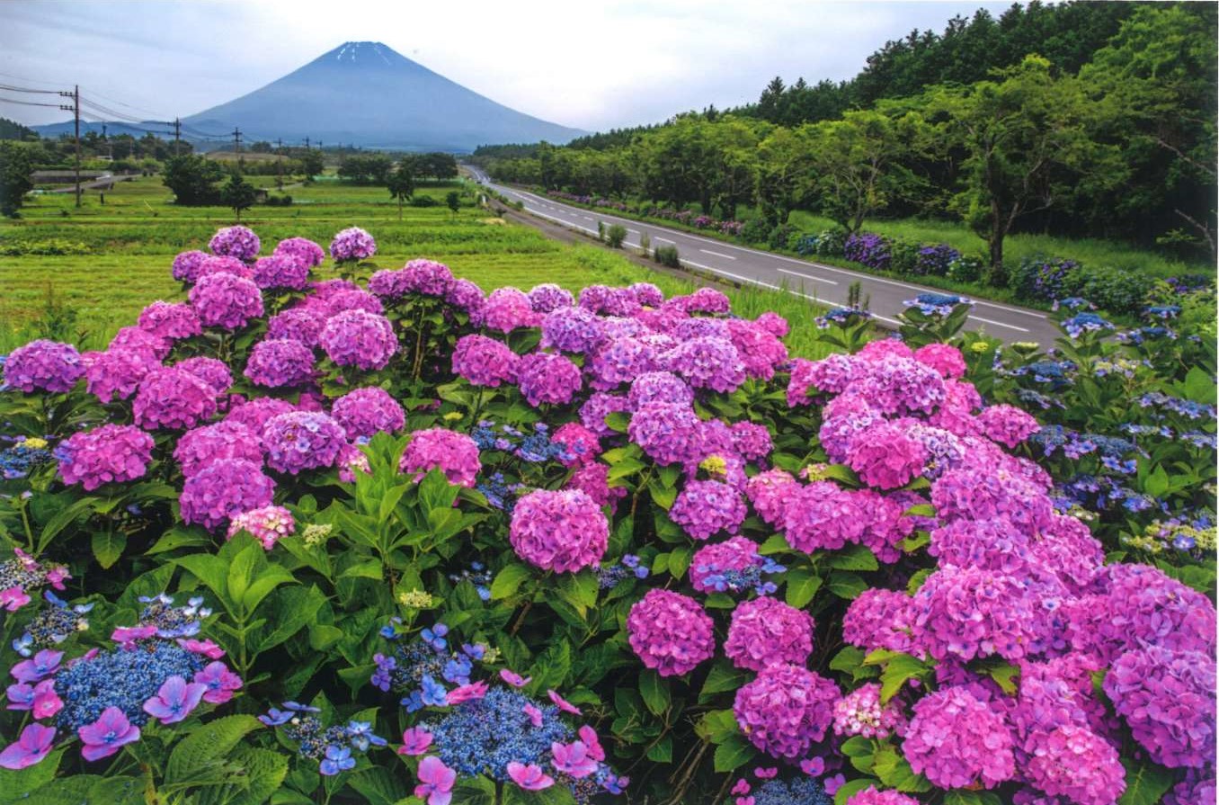 19.「紫陽花ロード」宮崎 泰一