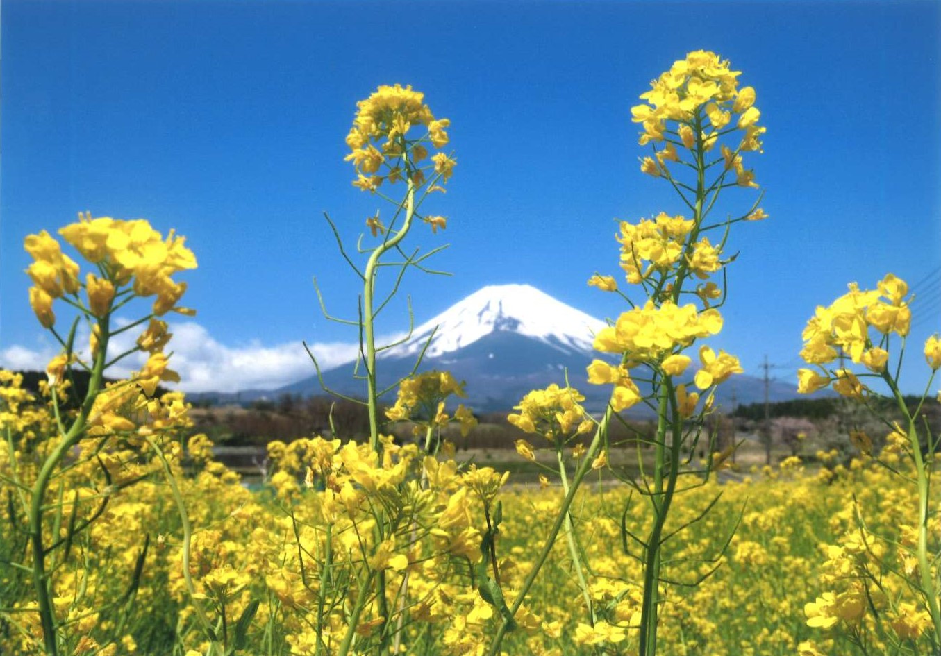 21.「春のひと時」杉山 守