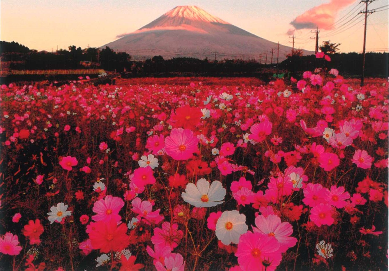 4.「コスモス畑と富士山」太田 守