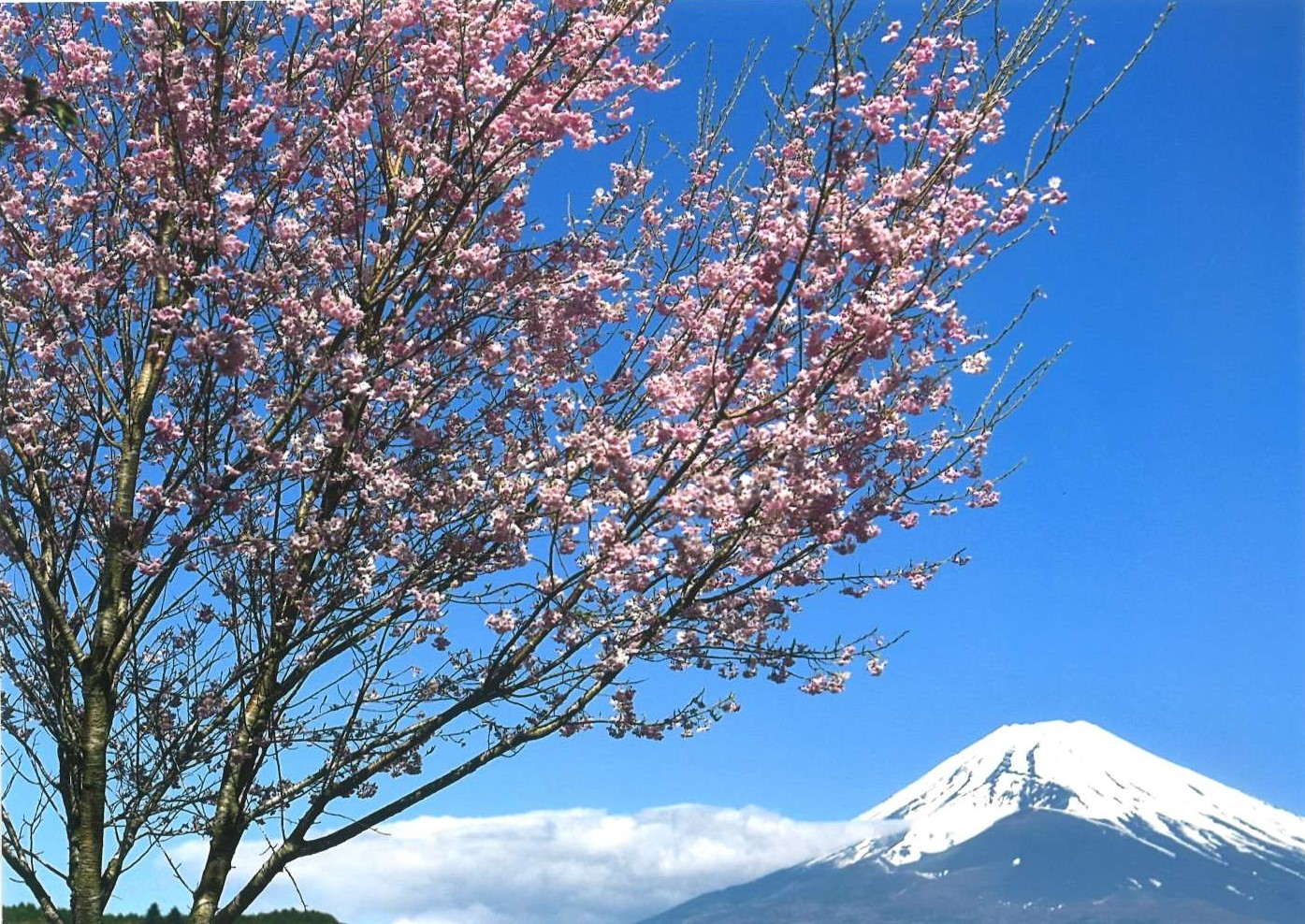 45.「桜咲く」子上 金作