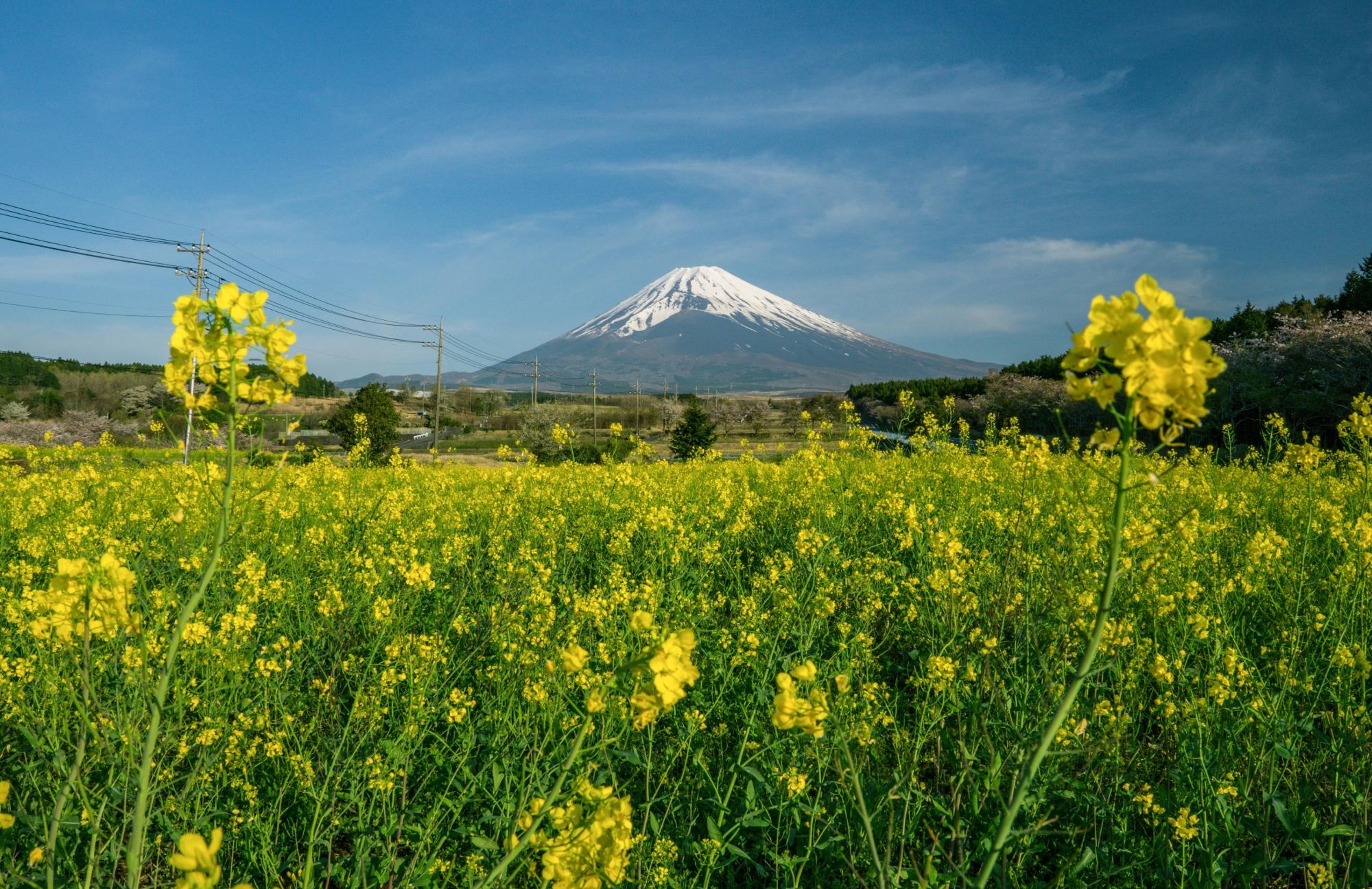 53.「菜の花ゲートがお出迎え」沼田 和男
