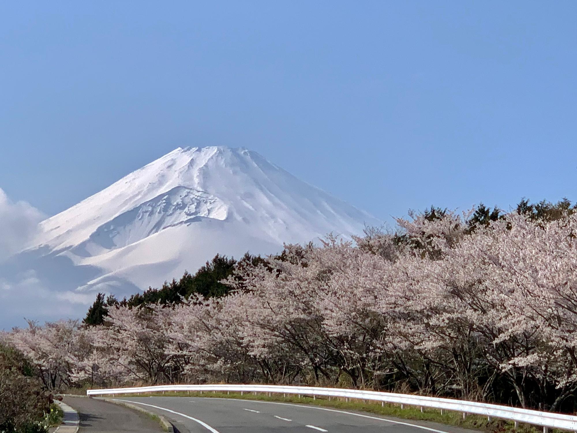 62.「富士・桜」勝又 佳代