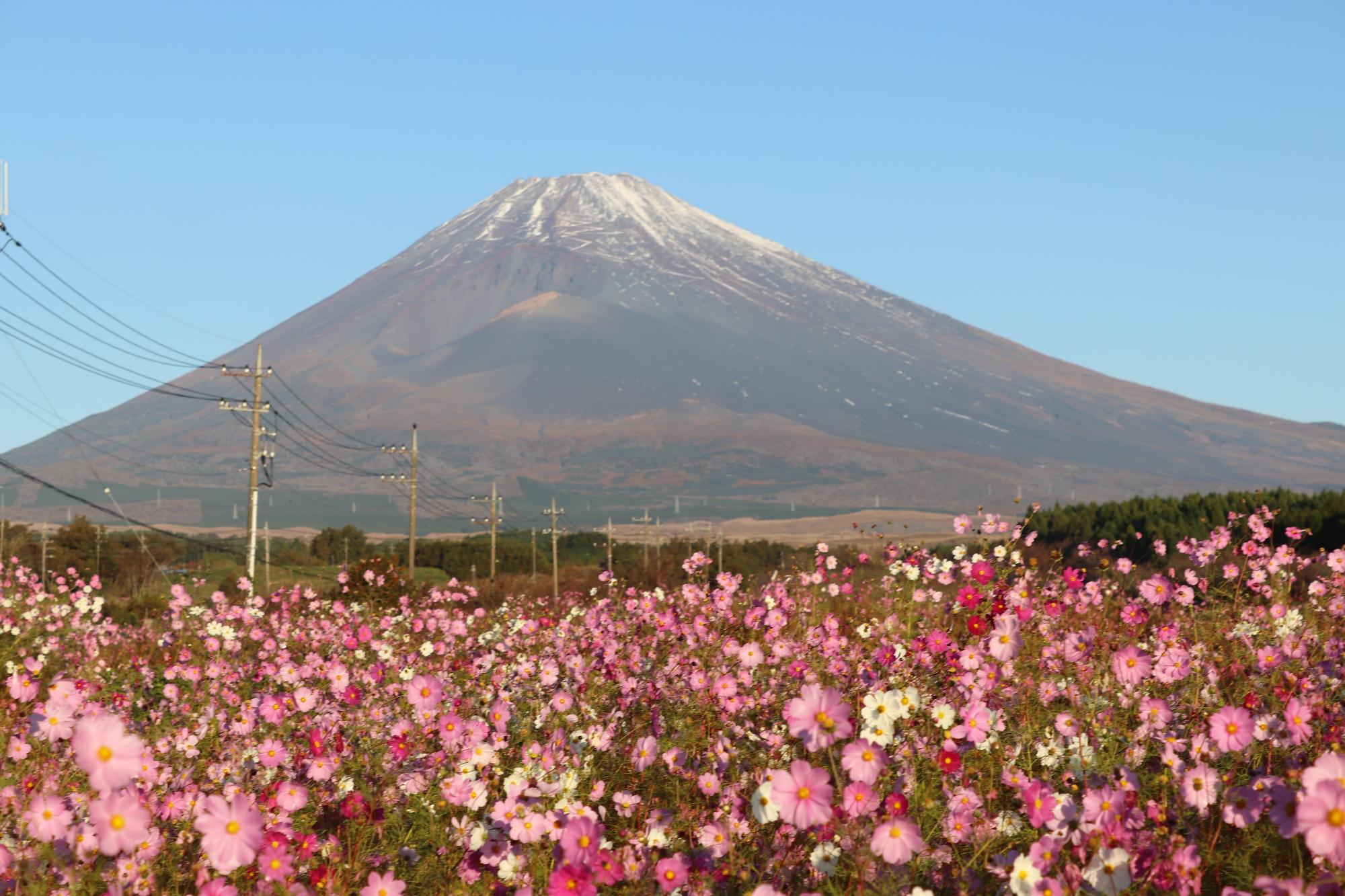 63.「早朝のコスモス畑」杉山 実穂
