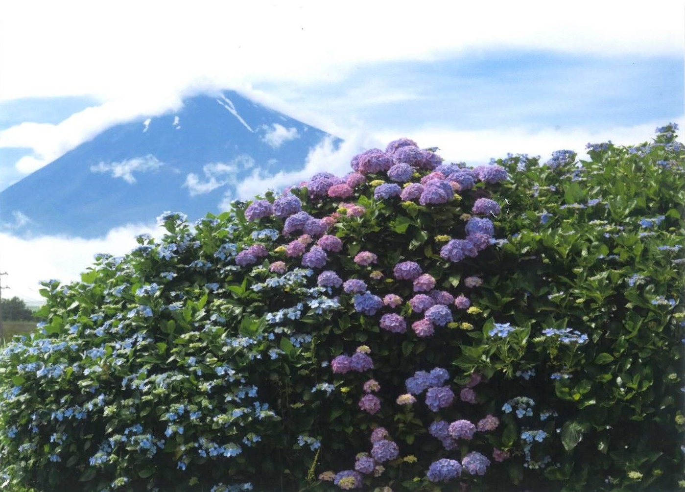 37.「沢山の花を咲かせた」勝呂 武