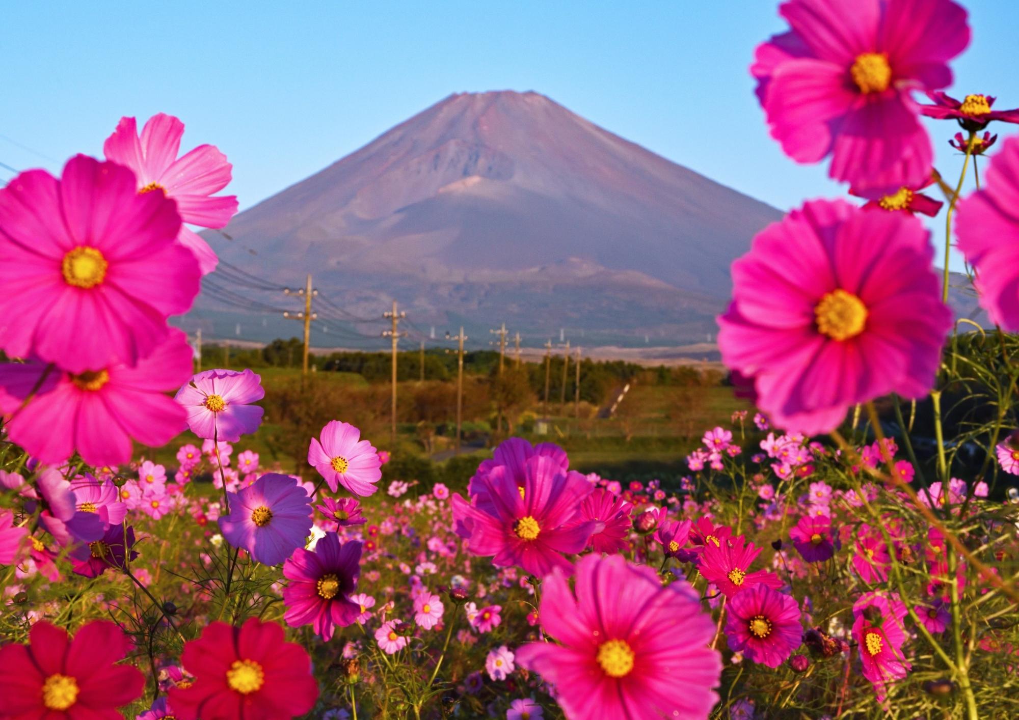 コスモスです❗️❗️❗️ コスモス