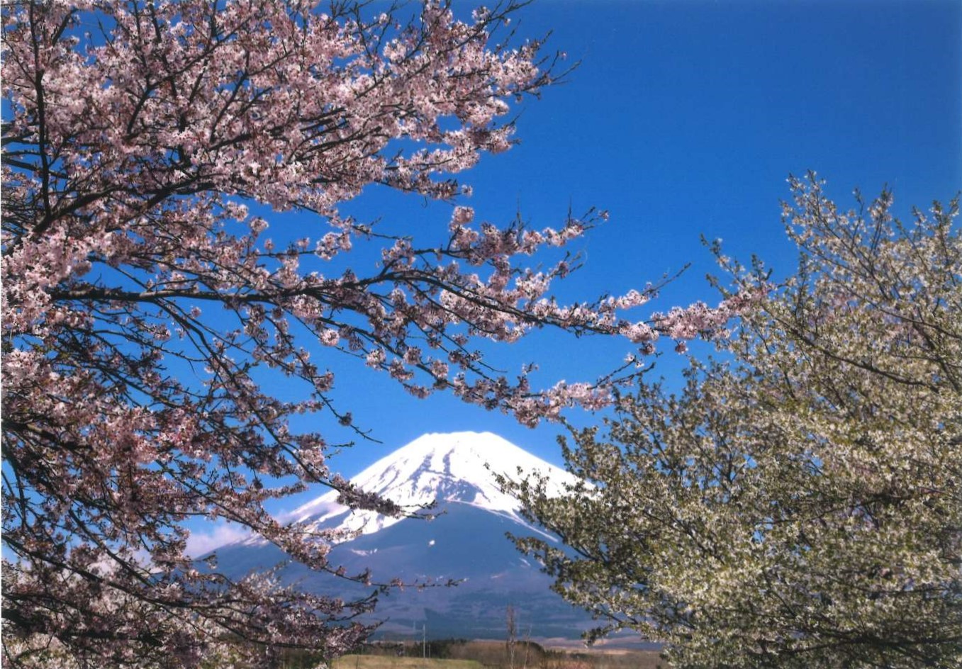 3.優 秀 賞 「富士に咲く」杉山 守