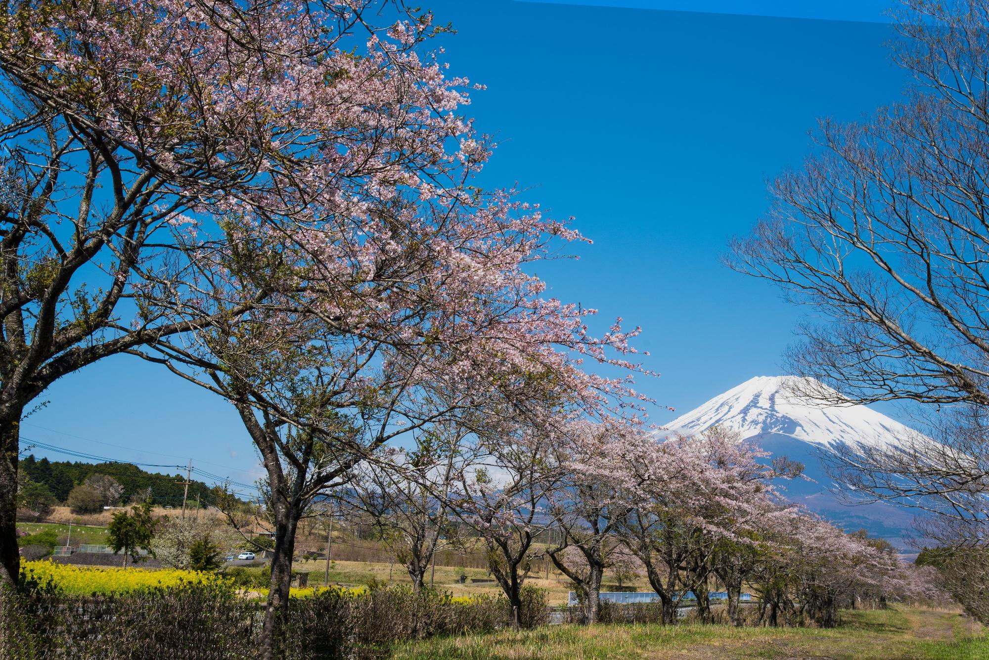 5.入 賞 「桜街道」鈴木 武幸（本人データ）
