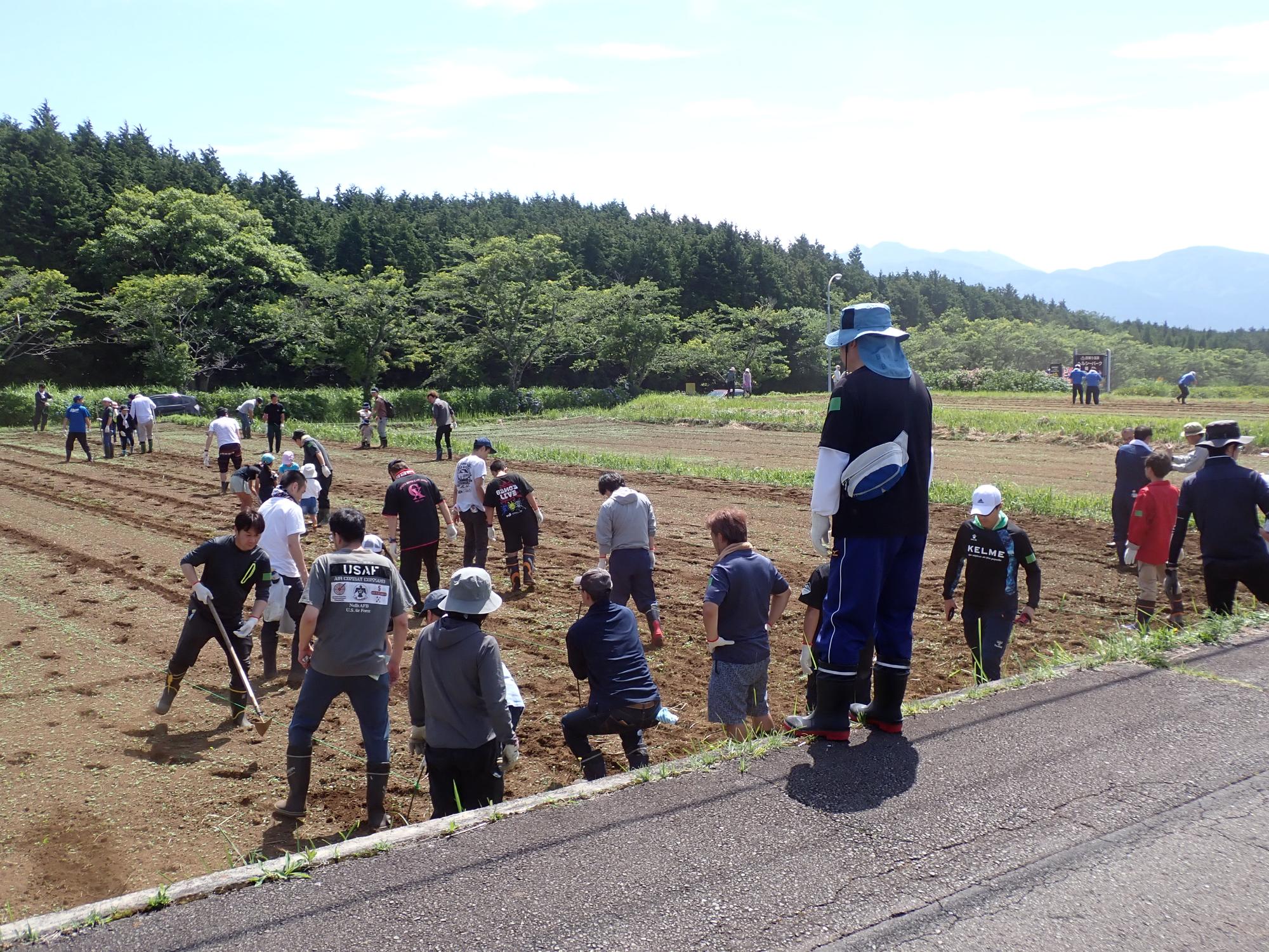 20240615コスモス種まき2