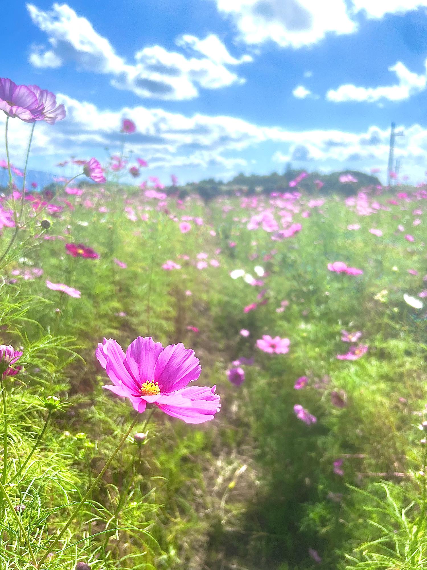 20241017コスモス04