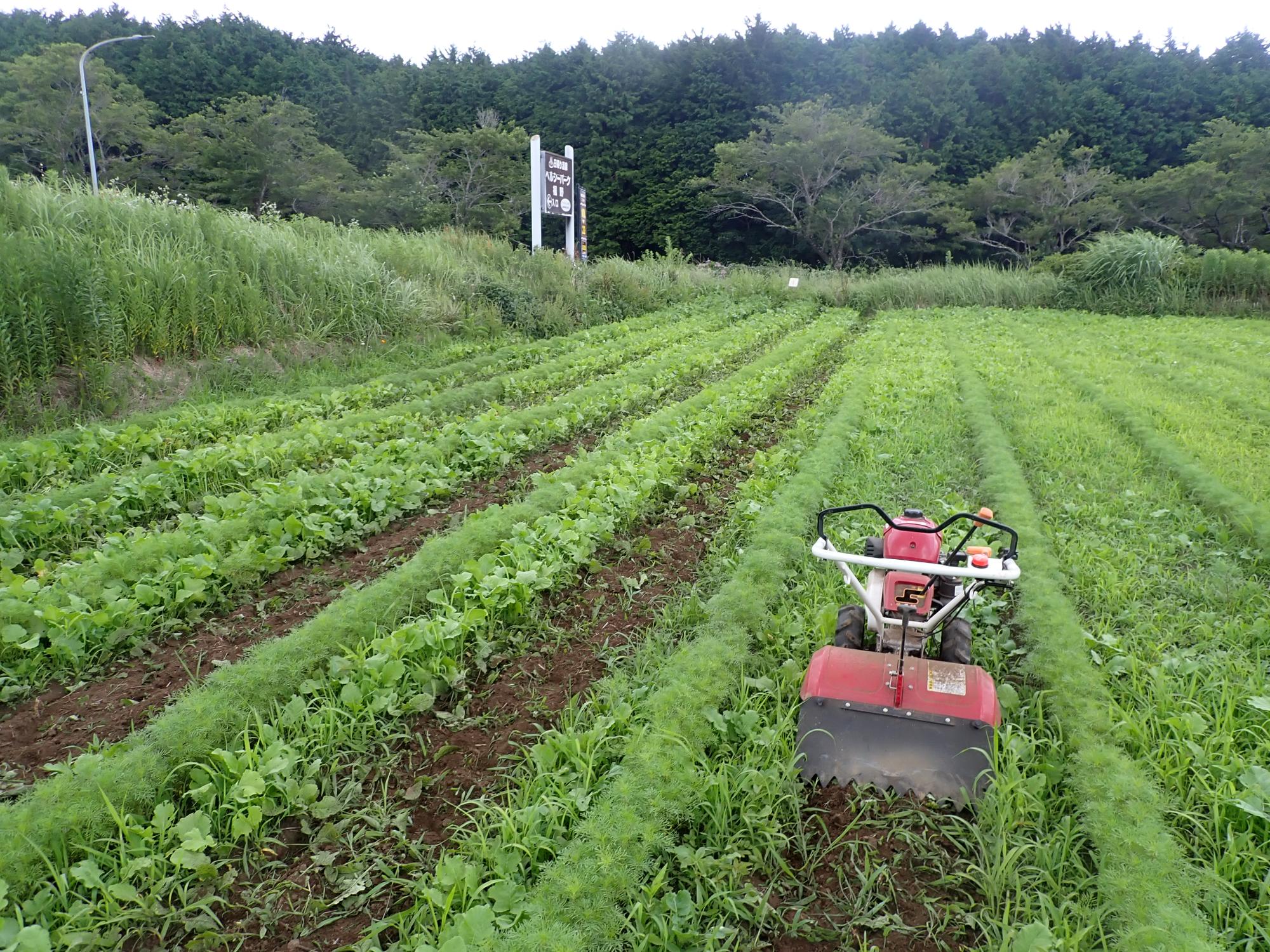 20250714コスモス02