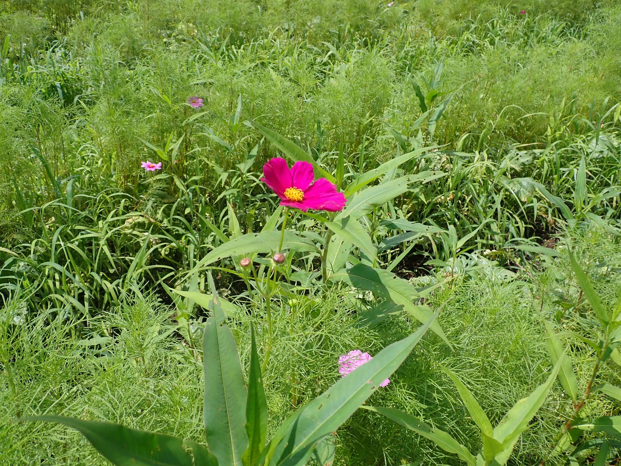 200250814コスモス04