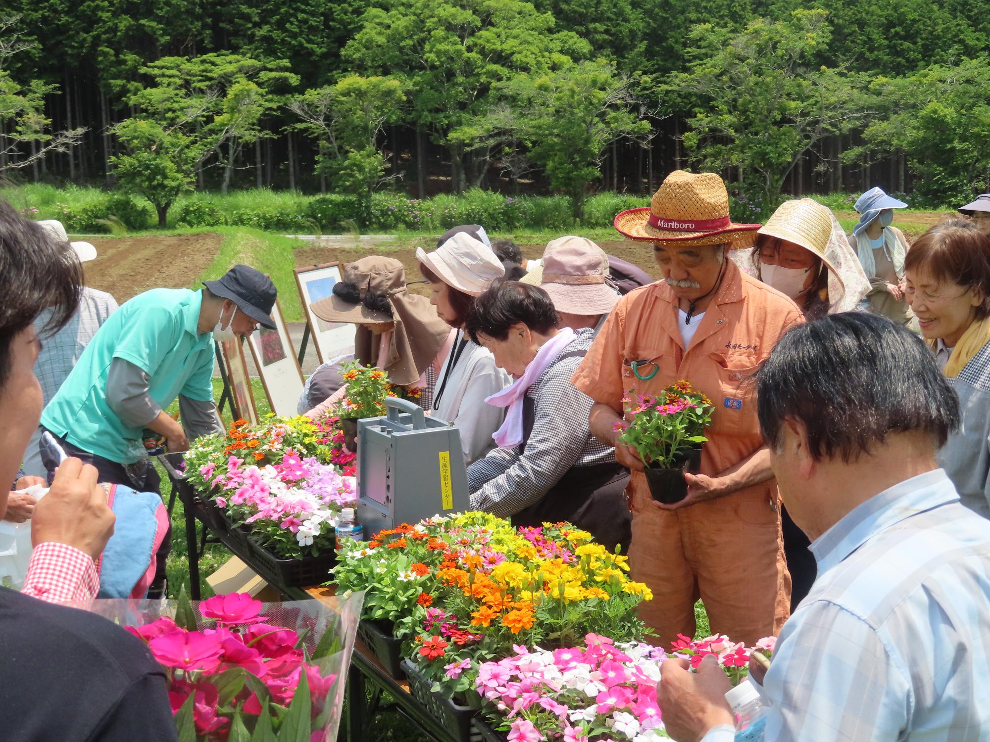 パノラマ遊花の里」コスモス開花状況（2026年）／裾野市