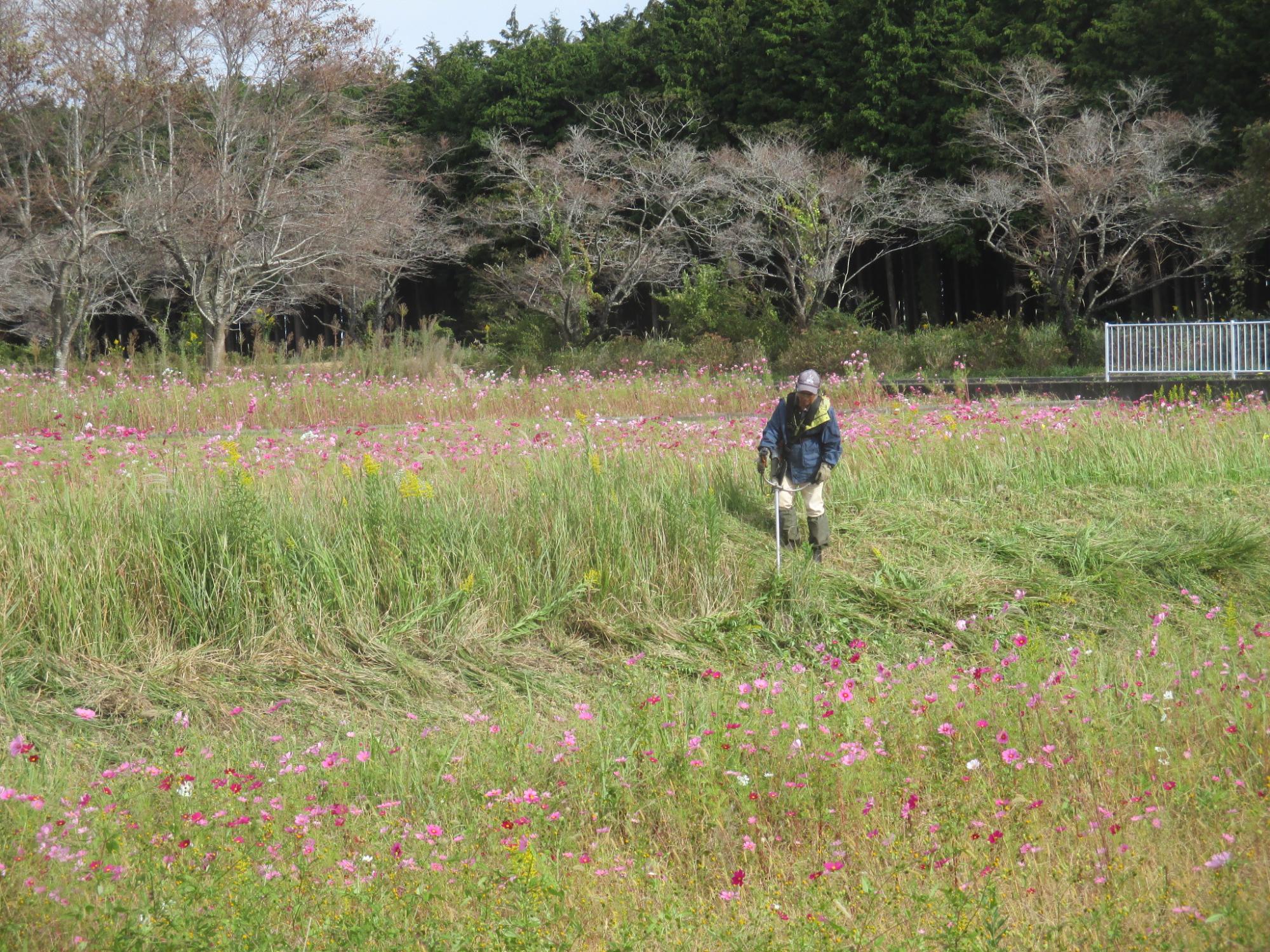 コスモス開花状況1019-2