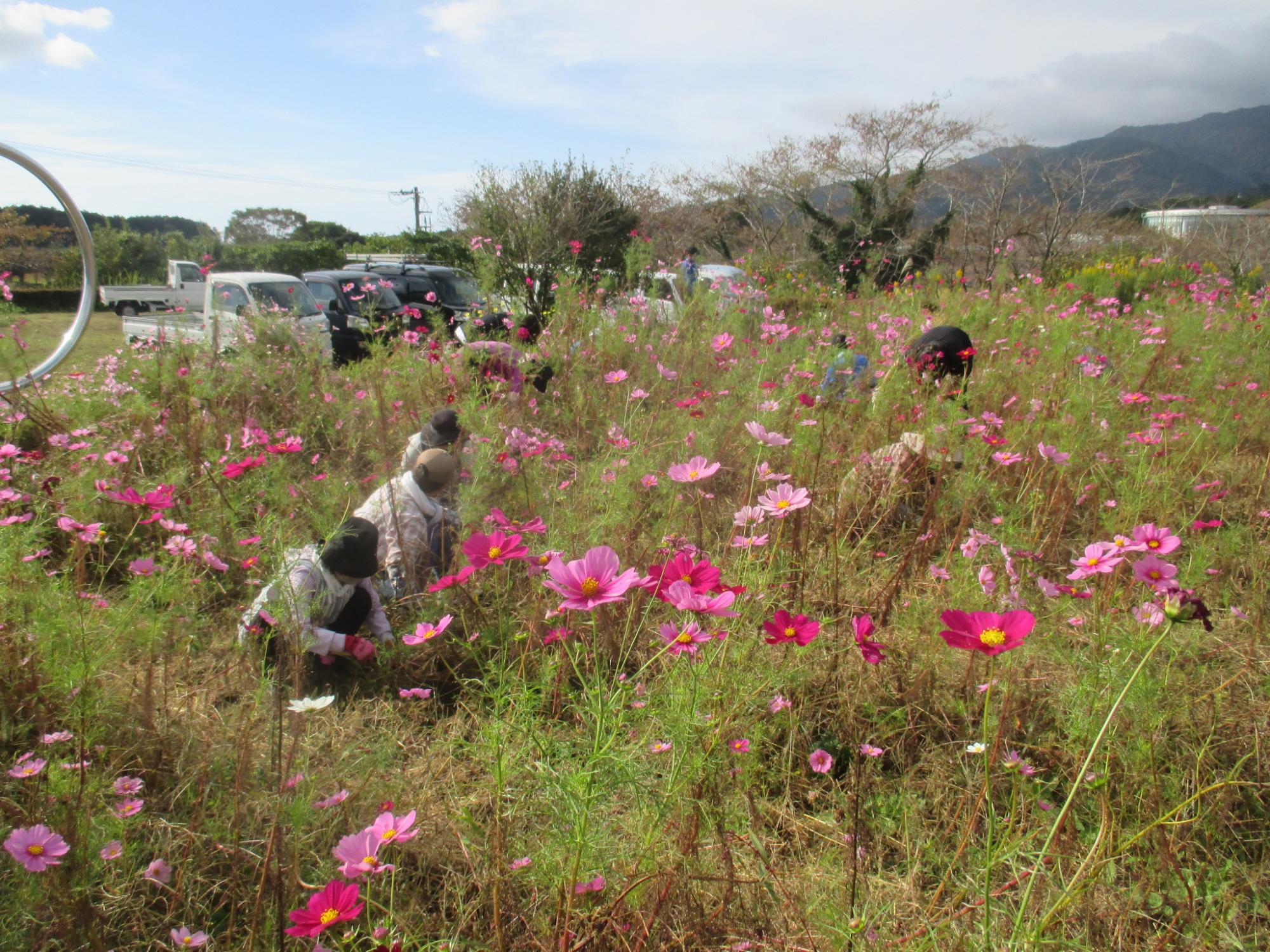 コスモス開花状況1019-3