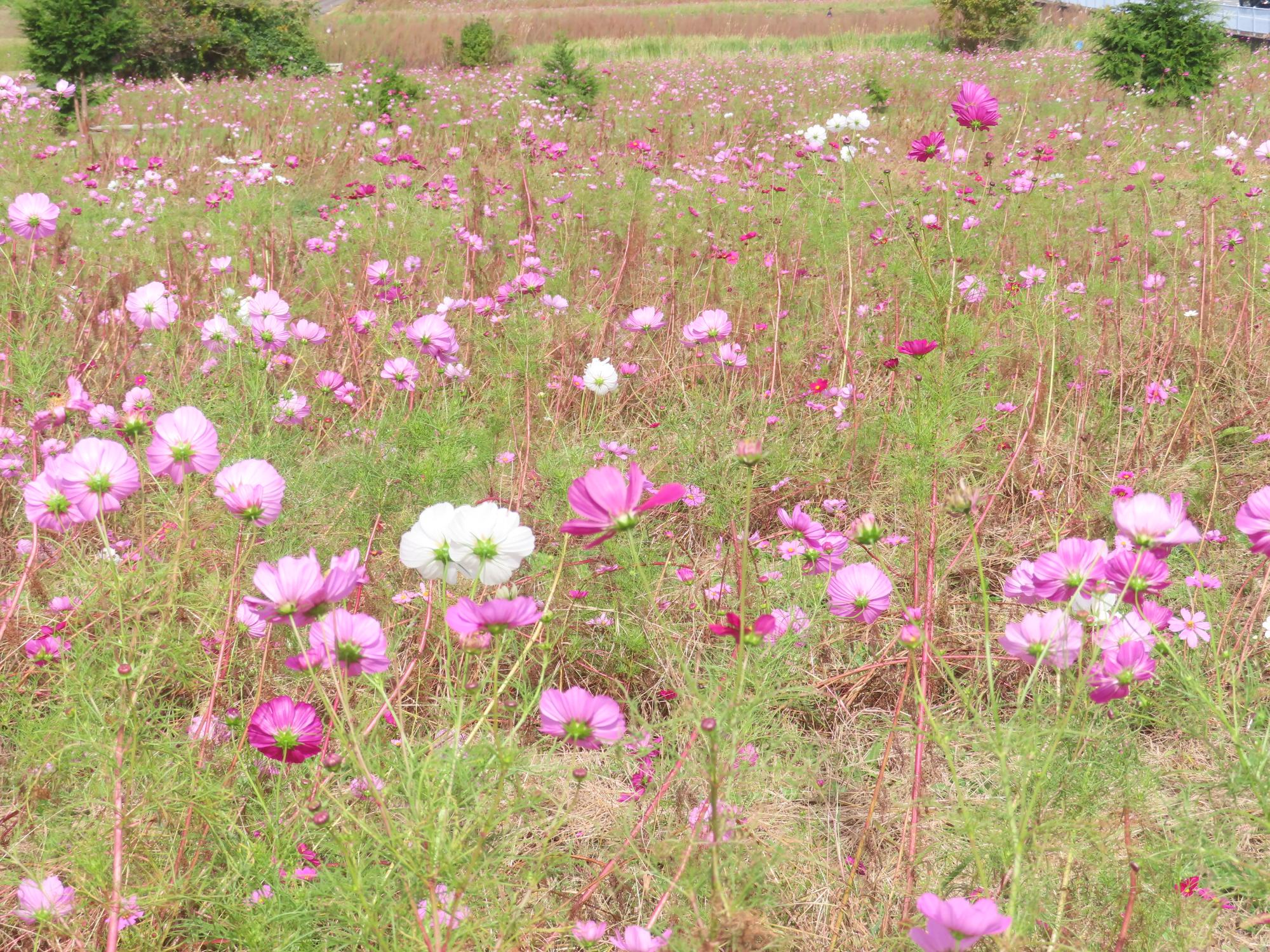 コスモス開花状況1019-6