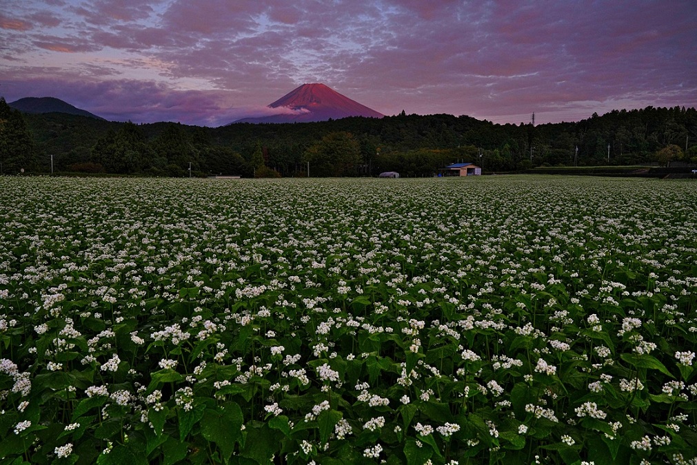 第24回「裾野の農業」フォトコンテスト 1等 「秋そば朝景」 撮影者 山口勉 さん