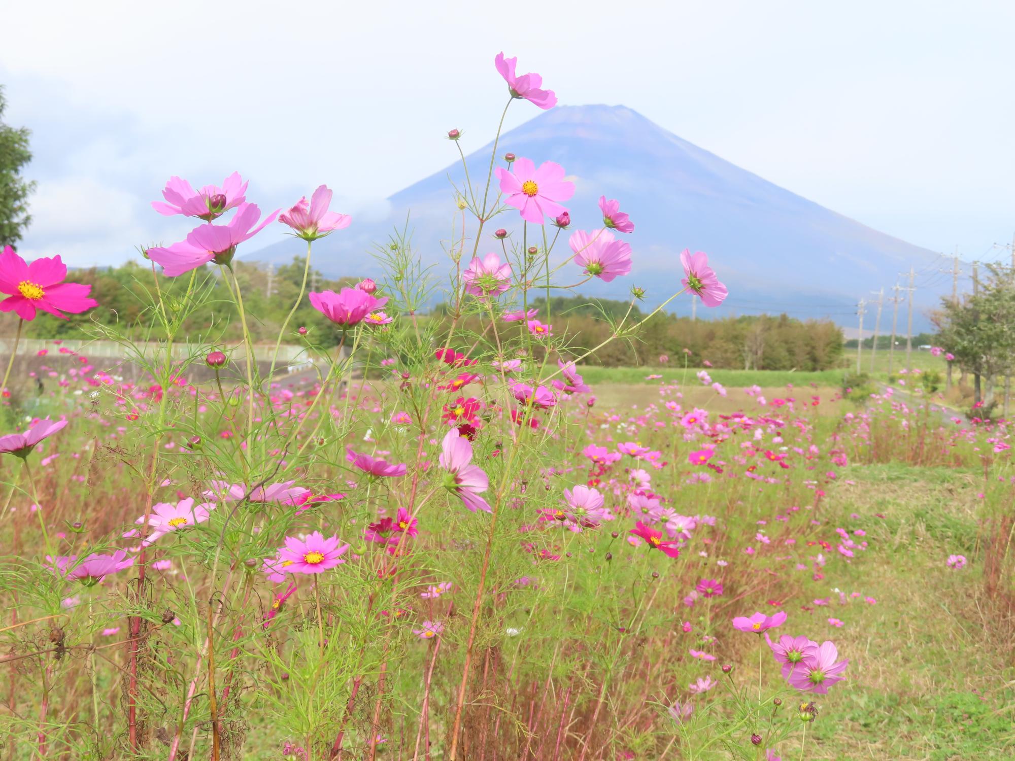 コスモス開花状況1019-7