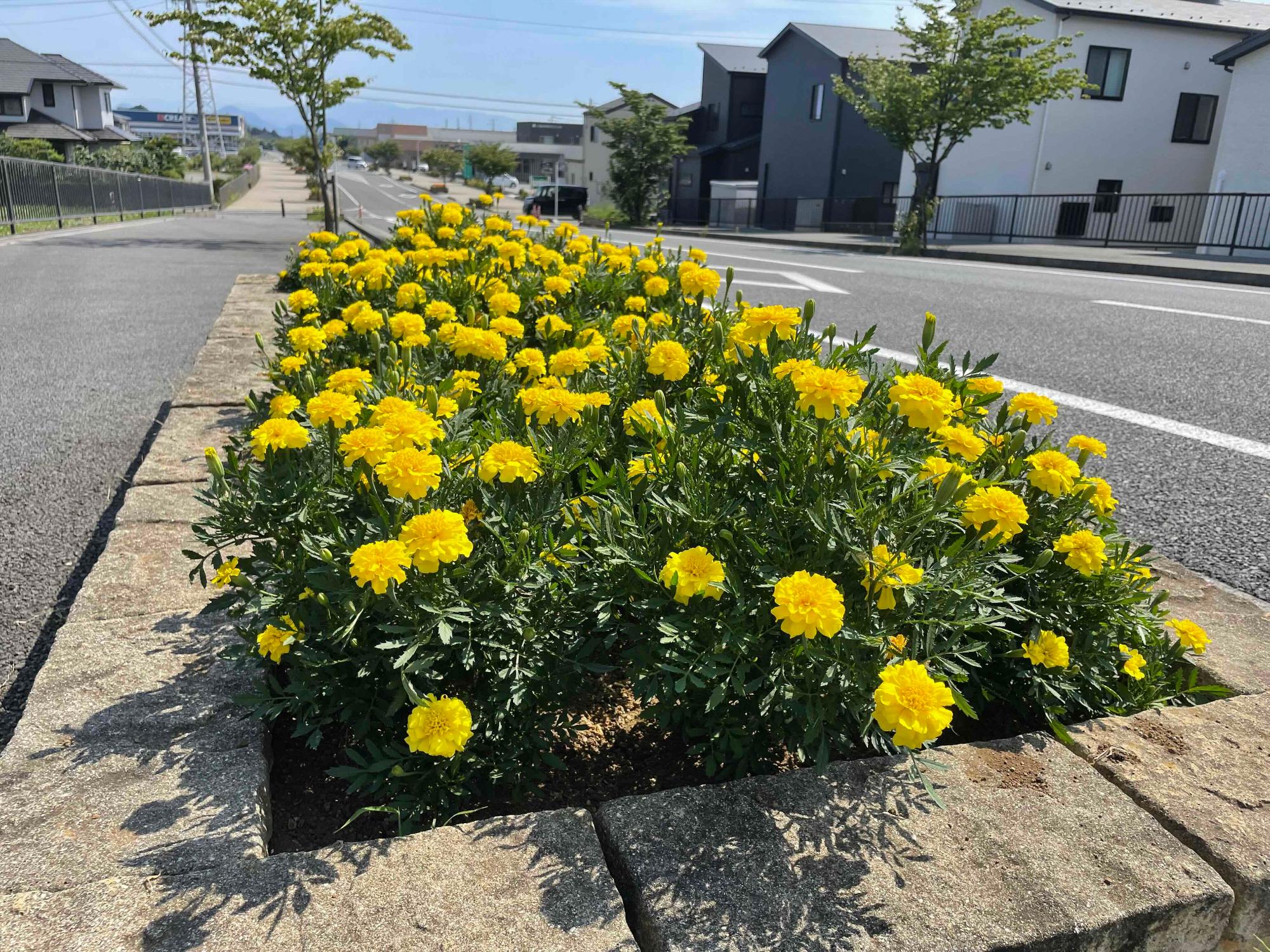 花を植えよう会2