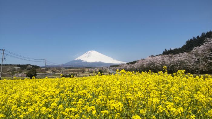 富士山と桜と菜の花